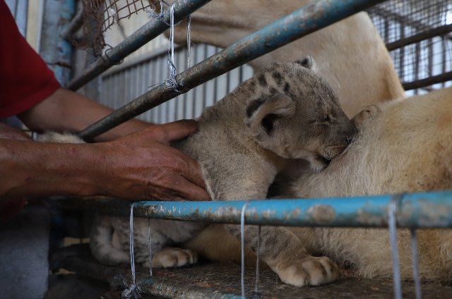 (220926) -- GAZA, Sept. 26, 2022 (Xinhua) -- Keeper Mahmoud Al-Muzain takes care of a lion cub at Namaa Zoo in the northern Gaza Strip on Sept. 25, 2022. (Photo by Rizek Abdeljawad\/Xinhua