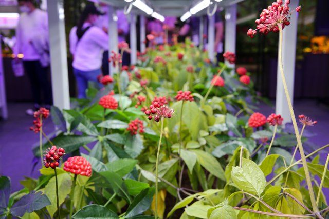 (220930) -- YEONGJU, Sept. 30, 2022 (Xinhua) -- Photo taken on Sept. 30, 2022 shows ginseng plants displayed at a ginseng expo in Punggi of Yeongju City, South Korea. (Xinhua\/Wang Yiliang