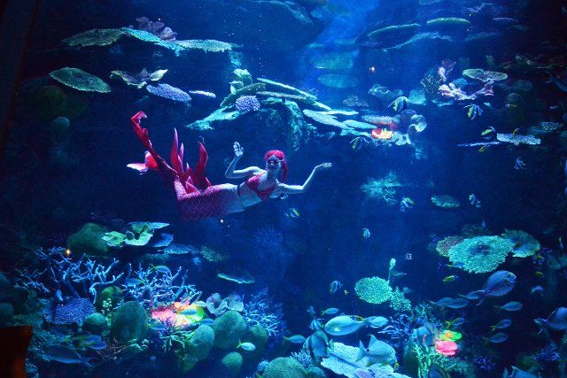 (221001) -- BANGKOK, Oct. 1, 2022 (Xinhua) -- A diver performs during an underwater mermaid show at the Bangkok Ocean World in Bangkok, Thailand, Oct. 1, 2022. (Xinhua\/Rachen Sageamsak