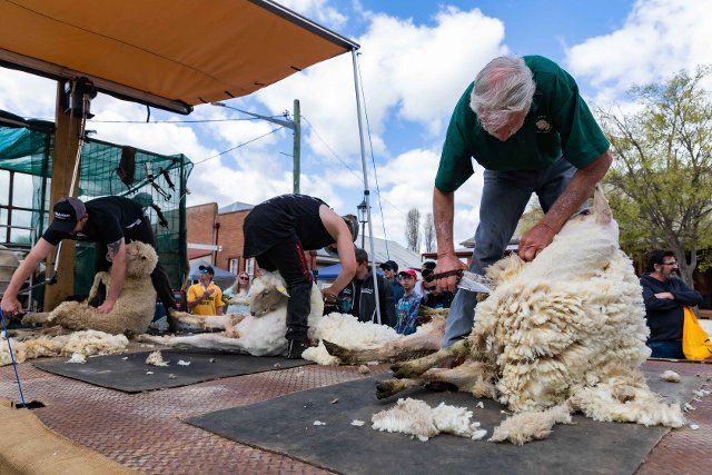 (221002) -- CANBERRA, Oct. 2, 2022 (Xinhua) -- People shear sheep during the Irish Woolfest in the town of Boorowa in Australia, Oct. 2, 2022. (Photo by Chu Chen\/Xinhua