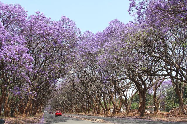 (221002) -- HARARE, Oct. 2, 2022 (Xinhua) -- Blossoming jacaranda trees are seen along a street in Harare, Zimbabwe, Oct. 2, 2022. (Photo by Jiang Xintong\/Xinhua