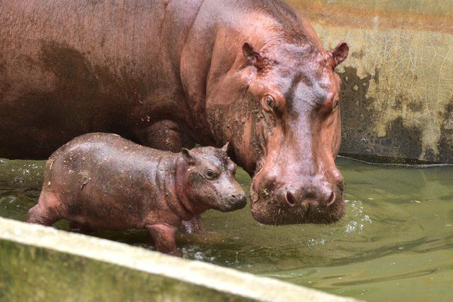 (221004) -- ASSAM, Oct. 4, 2022 (Xinhua) -- A hippopotamus is seen with her newly born calf in an enclosure at Assam State Zoo cum Botanical Garden in Guwahati, India\