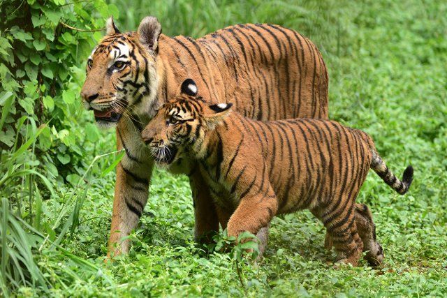 (221004) -- ASSAM, Oct. 4, 2022 (Xinhua) -- A tigress is pictured with her cub in an enclosure at Assam State Zoo cum Botanical Garden in Guwahati, India\