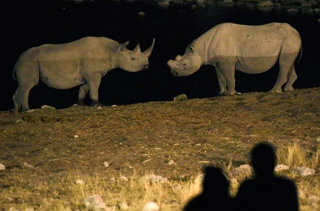 (221004) -- ETOSHA NATIONAL PARK (NAMIBIA), Oct. 4, 2022 (Xinhua) -- Photo taken on Aug. 14, 2022 shows rhinos at the Etosha National Park in Namibia. Namibia, home to the only and largest population of free-roaming black rhinos in the world, is aggressively implementing dehorning measures to save the endangered species from being illegally slaughtered for its horns. (Xinhua\/Chen Cheng) TO GO WITH Feature: Namibia is dehorning rhinos to deter