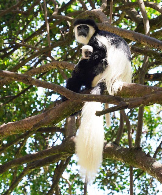 (221005) -- NYERI, Oct. 5, 2022 (Xinhua) -- Guereza monkeys (Colobus Guereza) are seen in Nanyuki of Nyeri County, Kenya, Oct. 5, 2022. (Xinhua\/Dong Jianghui