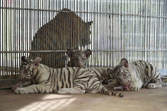 (221130) -- CHATTOGRAM, Nov. 30, 2022 (Xinhua) -- White tiger cubs eat meat in Chattogram Zoo in Chattogram, Bangladesh on Nov. 27, 2022. Four white tiger cubs were born at Chattogram Zoo in July. (Xinhua