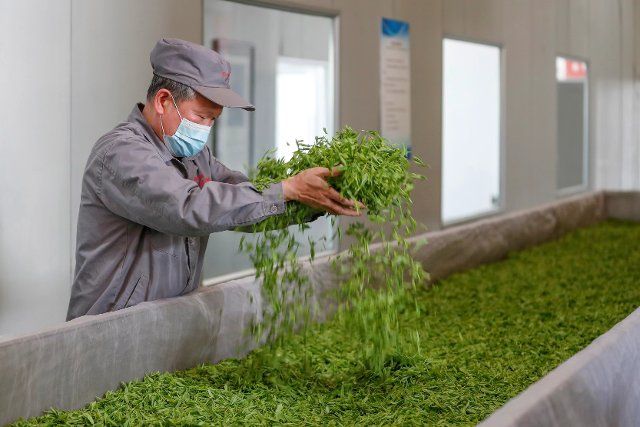 (221130) -- QIMEN, Nov. 30, 2022 (Xinhua) -- A worker puts fresh tea leaves into a withering machine at Wang Chang\