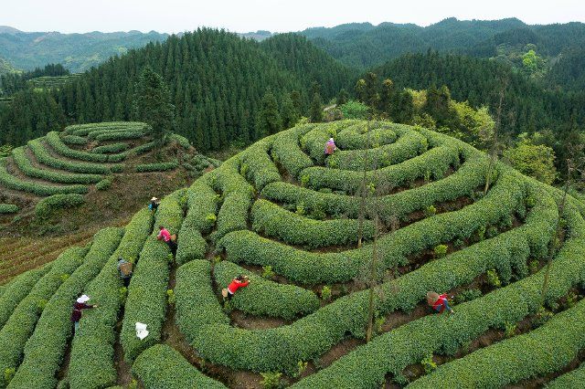 (221201) -- CHENGDU, Dec. 1, 2022 (Xinhua) -- This aerial photo taken on March 30, 2022 shows tea farmers in cooperation with Zhang Yuehua picking fresh tea leaves at a tea garden in Mingshan District of Ya\