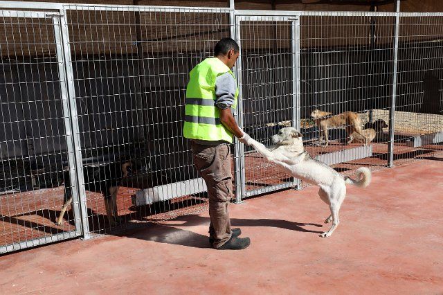 (221206) -- RAMALLAH, Dec. 6, 2022 (Xinhua) -- A staff member interacts with a dog at a public veterinary center in the West Bank city of Ramallah, on Nov. 19, 2022. To solve the long-standing problem of stray animals in the streets, the Palestinian city of Ramallah has established its first public veterinary center to treat these poor animals in the region. TO GO WITH "Feature: Palestinian city establishes public vet clinic to treat stray animals" (Photo by Ayman Nobani\/Xinhua