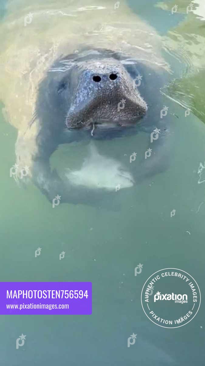 Manatee shows the “sea cows” are not all vegetarians by eating a fish