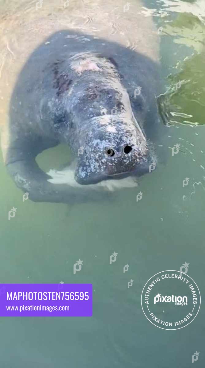 Manatee shows the “sea cows” are not all vegetarians by eating a fish